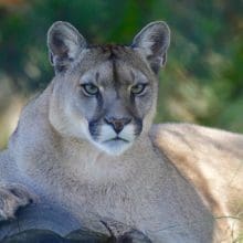 Mountain Lion Sightings: Mountain Lion Relaxing In The Woods