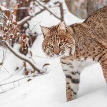 Bobcats In Massachusetts