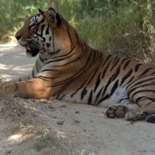 royal bengal tiger 0