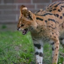 Friendly Feline Species: Serval walking in the grass