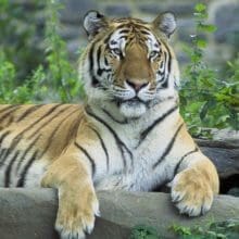 siberian tiger panthera tigris 0