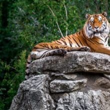 Tiger Sitting On Rocks