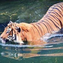 tiger in the water they love 0