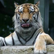 Pranks to Playfulness: Tiger sticking his tongue out