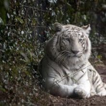 White Tiger Relaxing