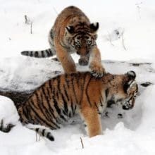 Tigers Playing In The Snow