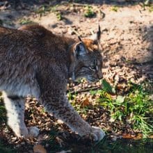 Beauty of Bobcats: Bobcat walking in woods