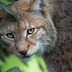 Charm of Bobcats: Bobcat Starring at something