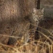 Bobcat sitting near a tree in the woods