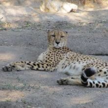 Cheetah Relaxing