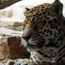 Jaguar Resting On Rocks