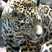 World of Jaguars in the Wild: Majestic Big Cats Roaming Free