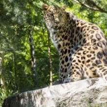 Leopard Sitting on a Rock