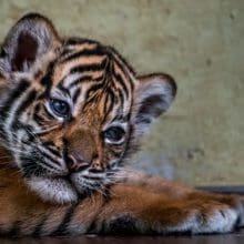 Blue-Eyed Tiger Cub