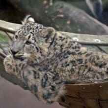 Leopards Laying In Hammock