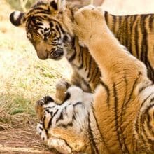 Two Tigers Playing