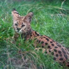 Serval Resting In High Grass