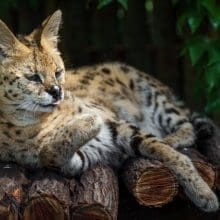 Serval Sitting On a Platform