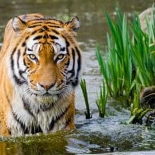 Tiger walking in the water