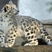 Snow Leopard In Captivity