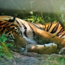 Tiger Laying In Bushes