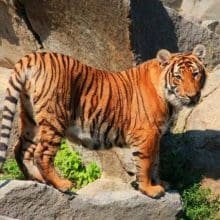 Tiger Stand On a Rock. The Proficiency of Tigers