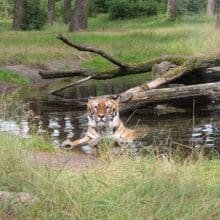 Tiger In Lake Lookin Out