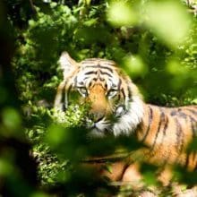 Tiger In Jungle