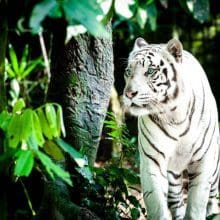 Tiger Conservation: Pretty White Tiger In The Woods