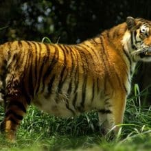 Tiger Standing In The Wood Looking at Something