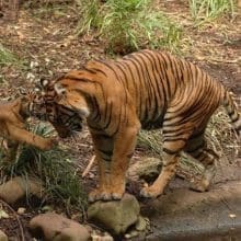 Mom Tiger and Cub