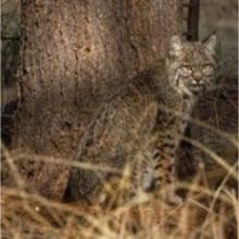 Bobcat Next to tree