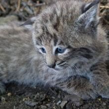 Cute Baby Bobcat