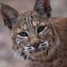 Bobcat Portrait, Bobcats Distinctive Appearance