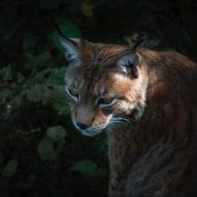 The Early Bird Catches the Prey: Bobcats Dawn Hunting Habits