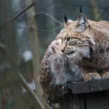 Pretty Bobcat