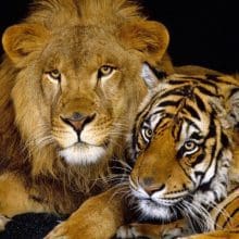 Deadliest Big Cats: Lion and Tiger relaxing together.