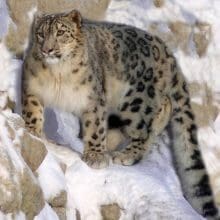 Save Snow Leopards: Discover four conservation organizations