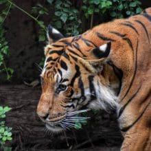 Tiger Walking In Jungle