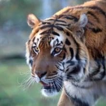 Tiger walking in field