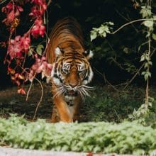 Tiger Walking In Woods