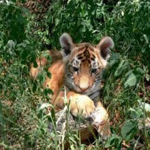 Tiger Cub In Bushes