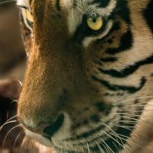 Tiger Staring Very Intensely