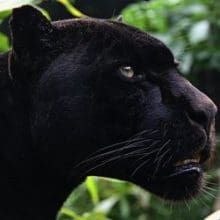 The Black Jaguar