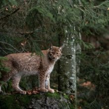 Predators of Bobcats: Bobcat Looking at you.