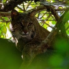 Bobcat Resting In Tree