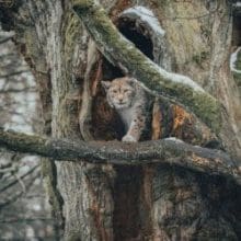 American Wilderness: Lynx Bobcat In Tree