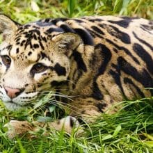 Clouded Leopard Unique: Clouded Leopard in the grass