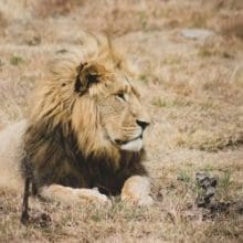 Realm of Lions: Lion relaxing in the Savannah