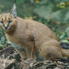 Secrets of Caracals